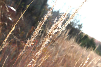 Wheat Farm