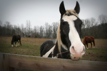 Horses