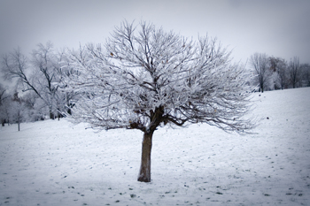 Icy Tree