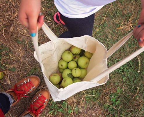 Cider Hill Family Orchard : Kansas City