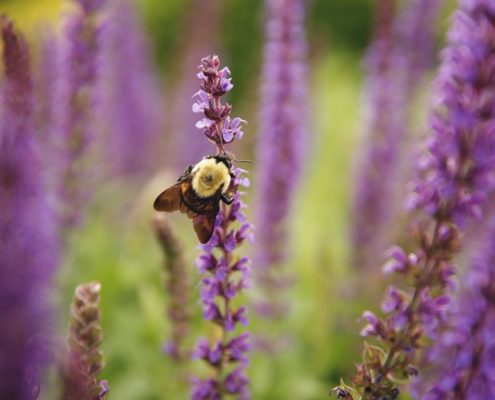 Bee in Grammy's Garden